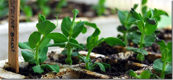 sprint bush sugar snap pea vegetable garden transplants